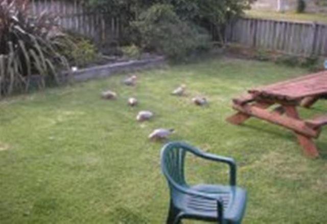 Apollo Bay Backpackers Lodge Esterno foto